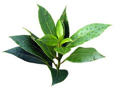 marca fungo rand contém óleo de tea árvore